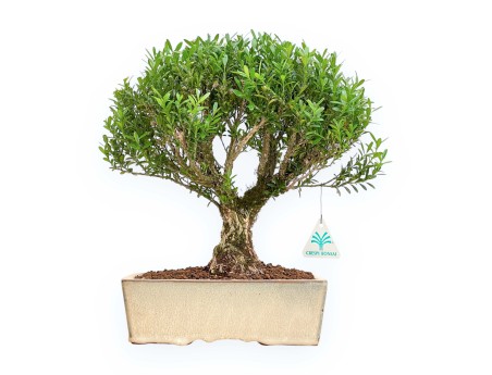 Buxus Harlandii - Buxus - 34 cm
