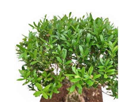 Buxus Harlandii - Boj - 34 cm