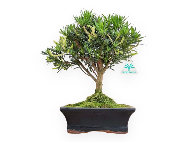 Podocarpus Macrophylla - Podocarpo - 33 cm