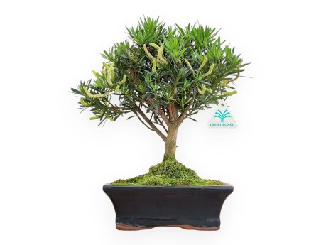 Podocarpus Macrophylla - Podocarpe - 33 cm