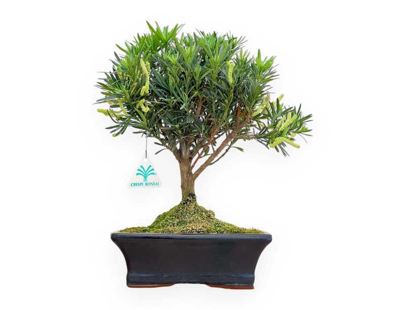 Podocarpus Macrophylla - Podocarpo - 33 cm