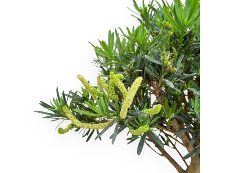 Podocarpus Macrophylla - Podocarp - 33 cm