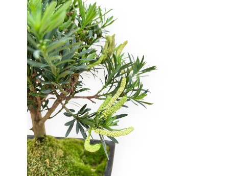 Podocarpus Macrophylla - Podokarp - 33 cm