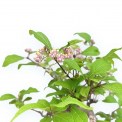 Callicarpa Japonica - Japanese Beautyberry - 26 cm