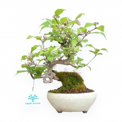 Callicarpa Japonica - Japanese Beautyberry - 26 cm