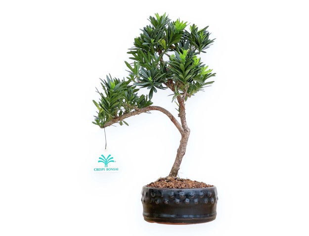 Podocarpus Macrophylla - Podocarpe - 34 cm