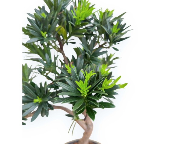 Podocarpus Macrophylla - Podocarp - 34 cm 2