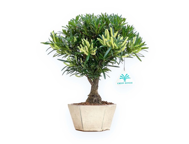 Podocarpus Macrophylla - Podocarpo - 29 cm