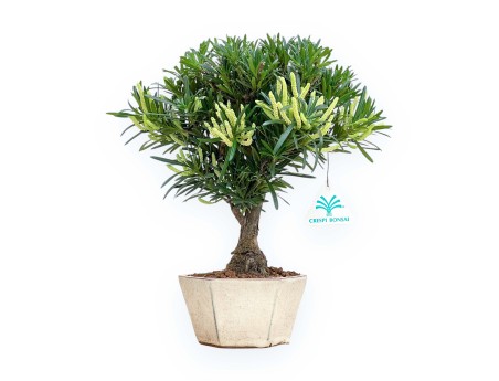 Podocarpus Macrophylla - Podocarpo - 29 cm