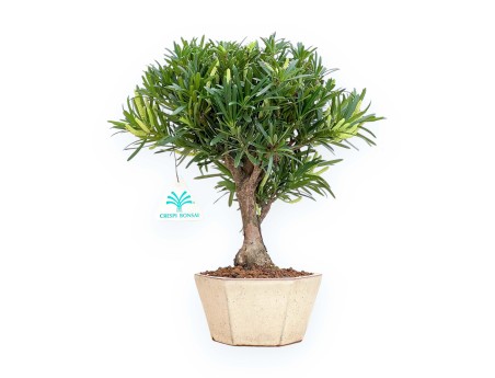 Podocarpus Macrophylla - Podocarp - 29 cm