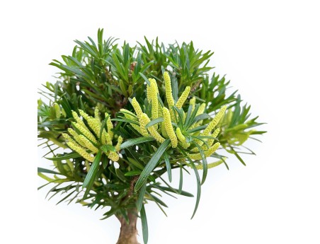 Podocarpus Macrophylla - Podocarp - 29 cm