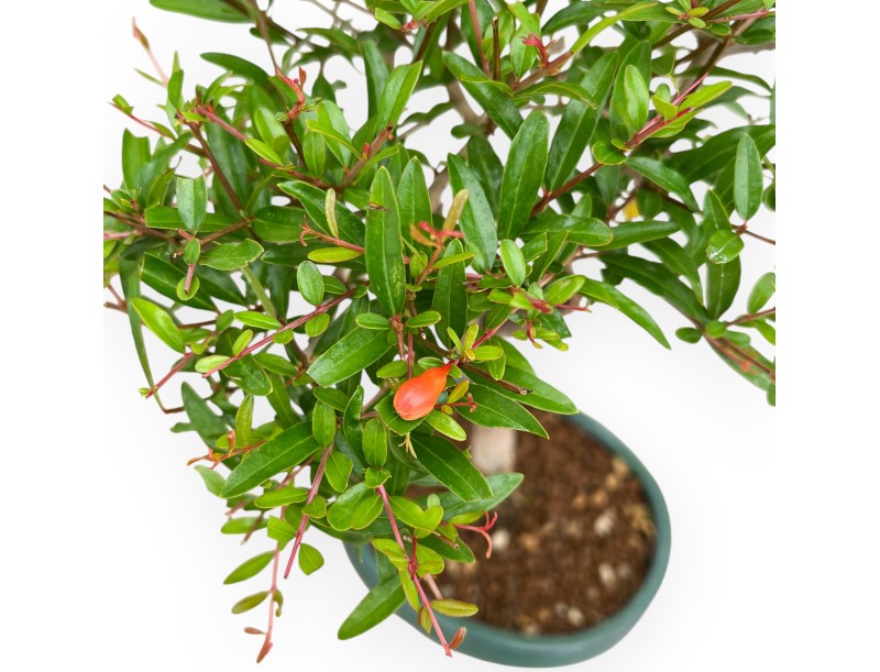Punica Granatum - Grenade - 40 cm