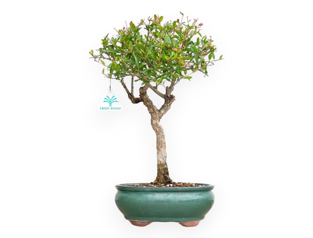 Punica Granatum - Melograno - 40 cm