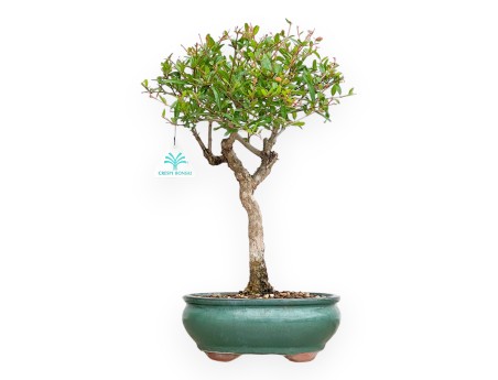 Punica Granatum - Grenade - 40 cm