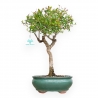 Punica Granatum - Pomegranate - 40 cm