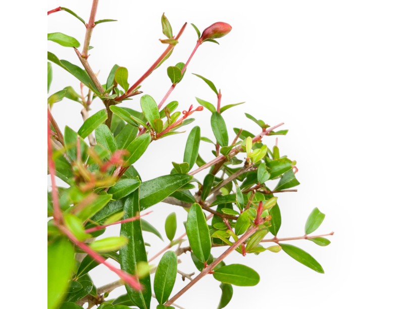 Punica Granatum - Grenade - 40 cm