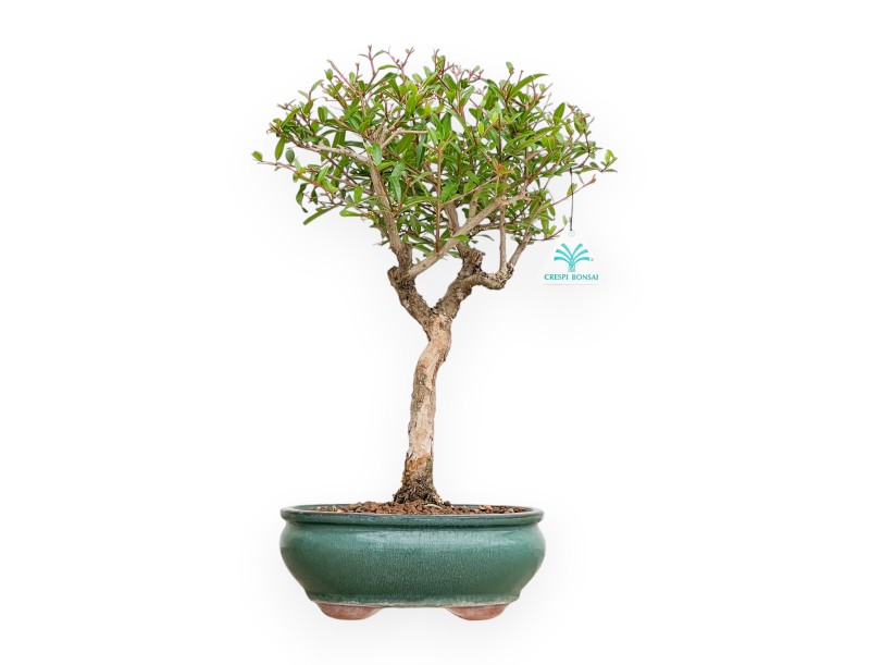 Punica Granatum - Grenade - 40 cm