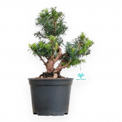 Taxus - Yew - 42 cm