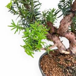 Taxus - Yew - 42 cm