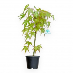 Acer van zaad - Esdoorn - 41 cm