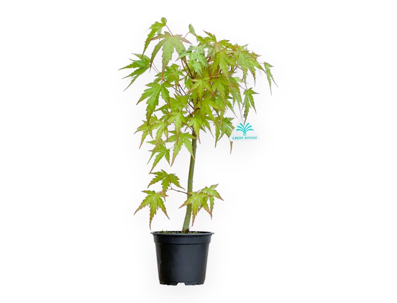 Acer from seed - Maple - 41 cm