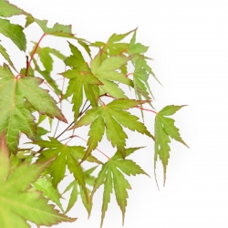 Acer van zaad - Esdoorn - 41 cm