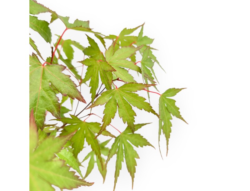 Acer from seed - Maple - 41 cm