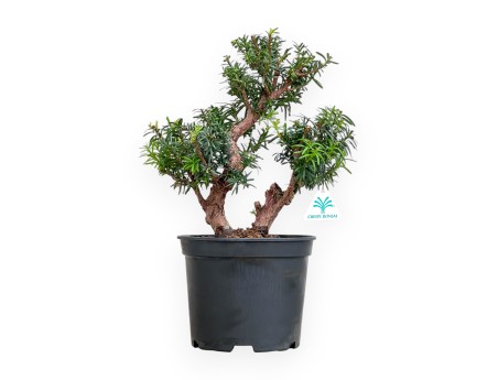Taxus - Yew - 40 cm