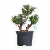 Taxus - Yew - 40 cm