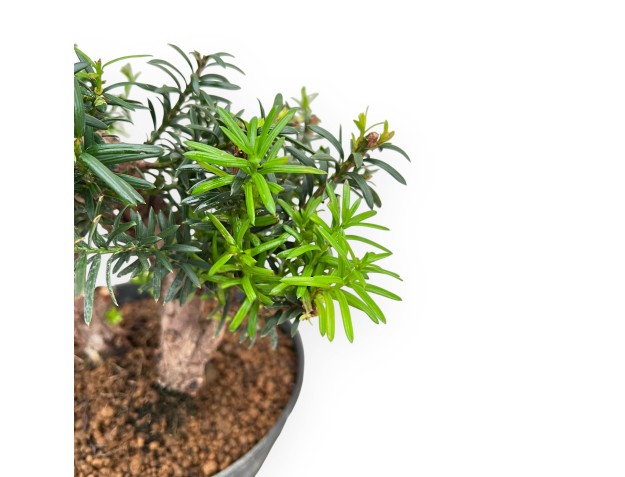 Taxus - Tasso - 40 cm 2