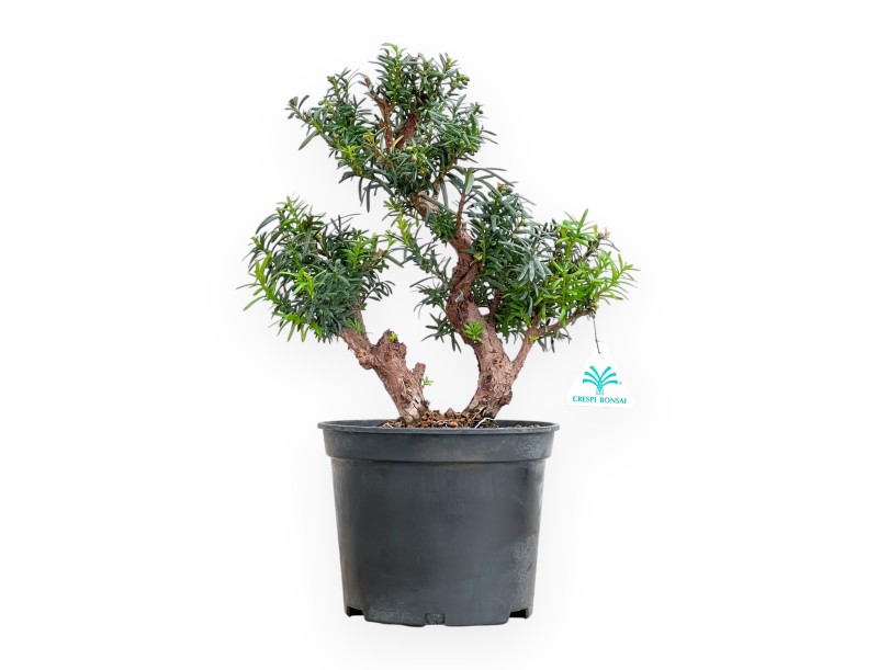 Taxus - Ifs - 40 cm