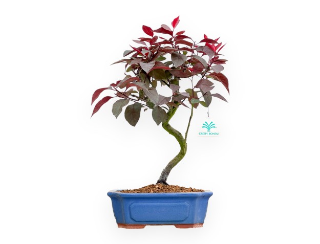 Prunus Spinosa - Wilde Prunus - 42 cm