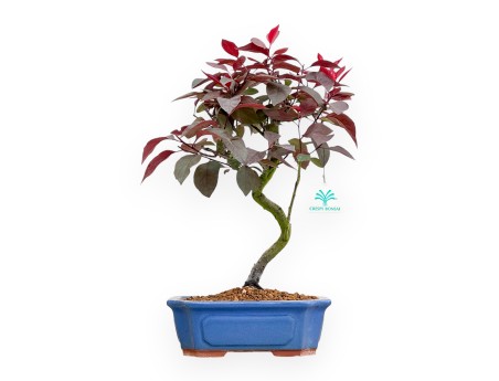 Prunus Spinosa - Wild Prunus - 42 cm