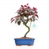 Prunus Spinosa - Prunus Silvestre - 42 cm