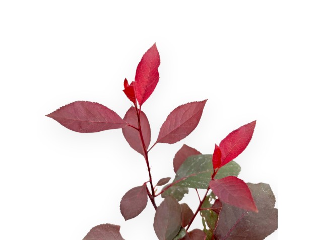 Prunus Spinosa - Wild Prunus - 42 cm 2