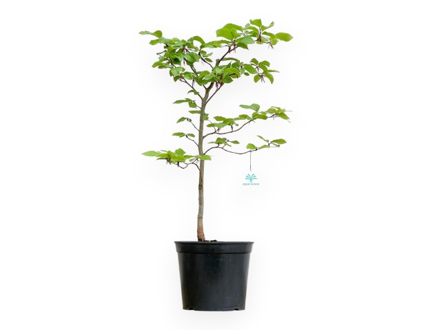 Fagus - Buche - 65 cm
