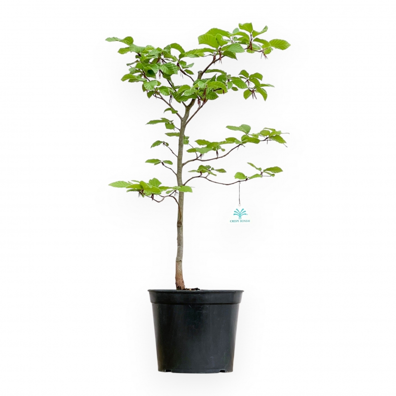 Fagus - Beuk - 65 cm