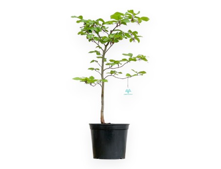 Fagus - Beech - 65 cm