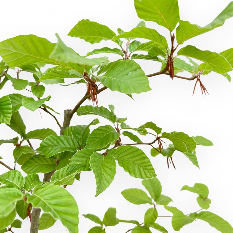 Fagus - Beuk - 65 cm
