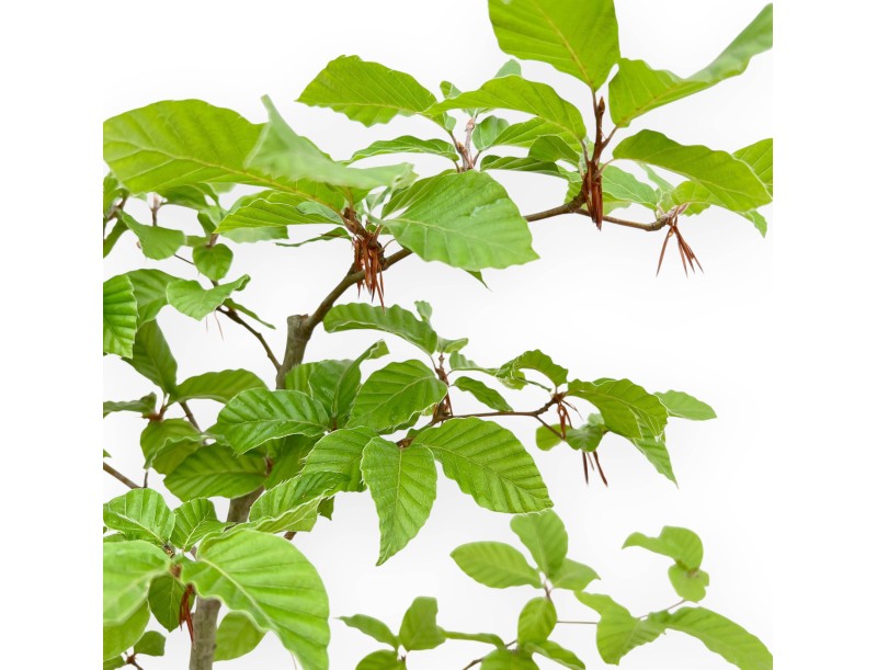 Fagus - Buche - 65 cm