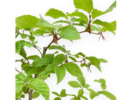 Fagus - Beuk - 65 cm