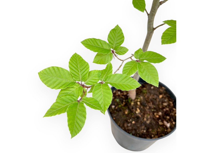 Fagus - Hêtre - 65 cm