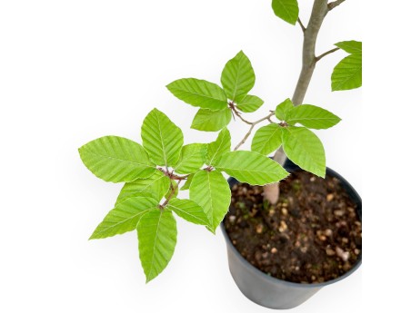 Fagus - Buche - 65 cm