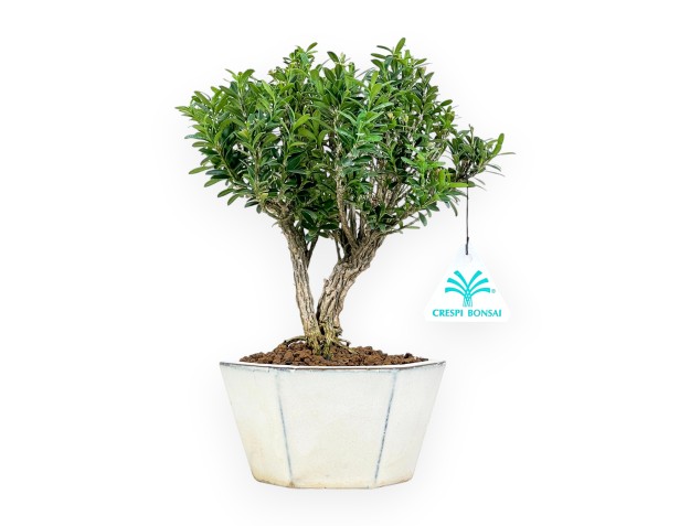 Buxus - Boj - 24 cm