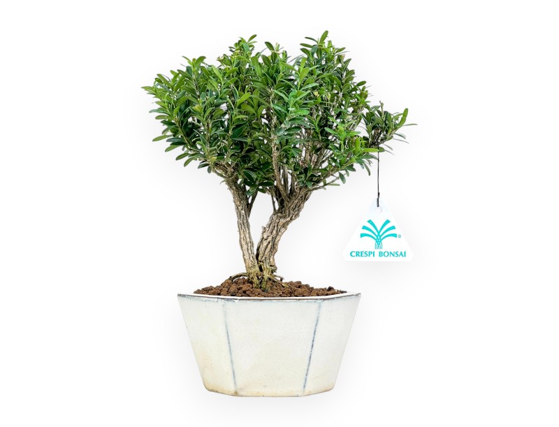 Buxus - Boxwood - 24 cm