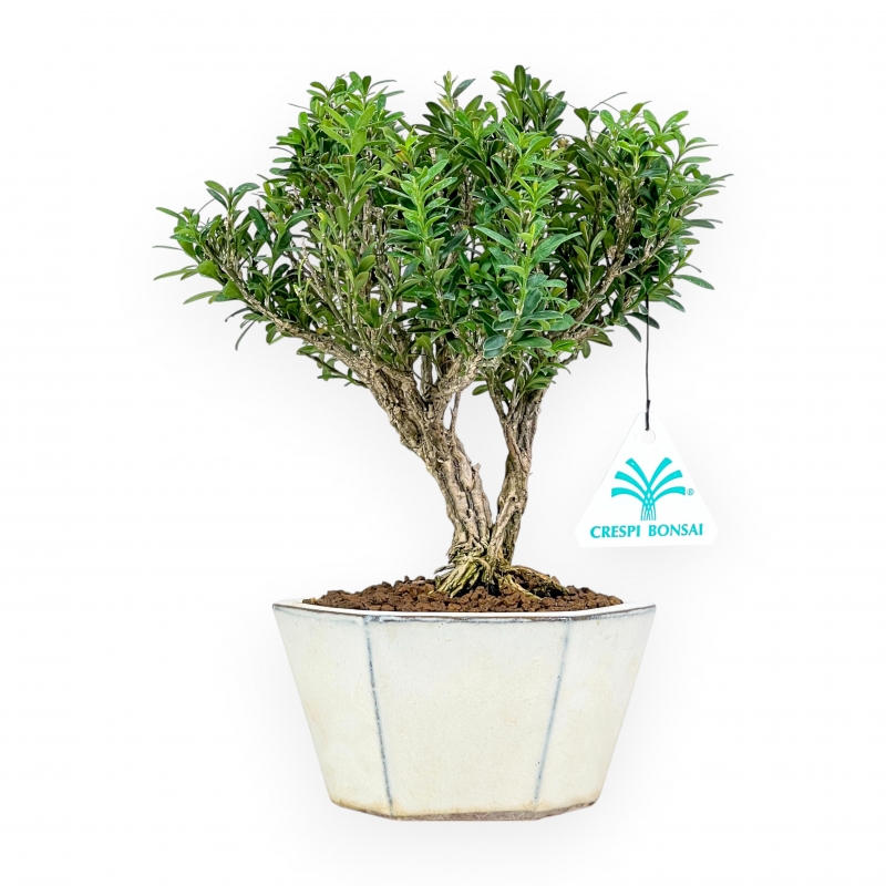 Buxus - Boj - 24 cm