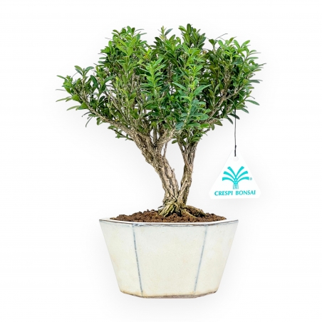 Buxus - Buxus - 24 cm