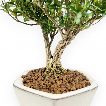 Buxus - Bosso - 24 cm