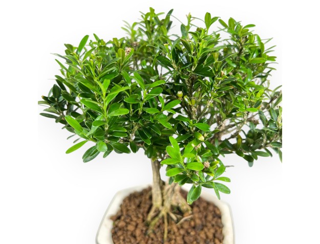 Buxus - Buis - 24 cm 2