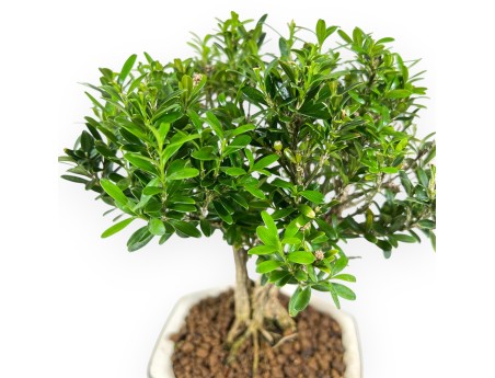 Buxus - Boj - 24 cm